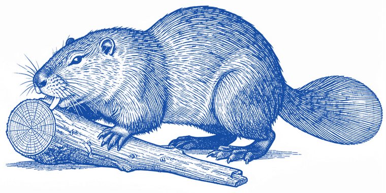 Engraved illustration of a beaver working a felled log